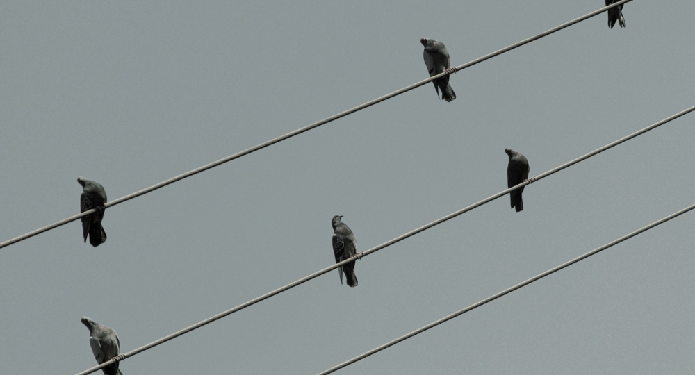 Reunion from Caliopedreams via Flickr (https://www.flickr.com/photos/caliope/10727523056/in/photolist-hkXmS5-bn2rJ4-PHjbe-hV6qgq-em7uNs-9se7dE-HmSi11-k2tpe8-edZTft-pKsDDm-Y6Wra8-dYYvZk-nxJF8G-ekc14G-raW9fy-9XwPV4-pTQs8h-vbxgT5-fGqPEY-qvV3QF-7aZGrA-7ZF1Ye-kA6zhi-aF8w4a-dUTWMy-ho7s7T-jB4Dt2-e1AuBC-fh7LX6-aaMCRC-hGxMBN-8iSkmv-bCnM6F-kuudmc-btJMw8-af8PUY-j7YJ41-7RXbsR-g3QM5g-qHrp2U-dNDNRU-9WV4AP-dYSNiN-aF8wM8-aeVih7-8UFvCw-n36aY2-aiLTMJ-eZNUKR-pEen8A), cc (https://creativecommons.org/licenses/by/2.0/)