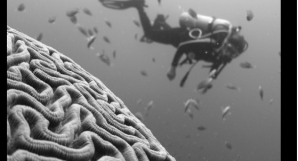 https://unsplash.com/search/photos/brain-sea foto di Vald Tchompalov 
